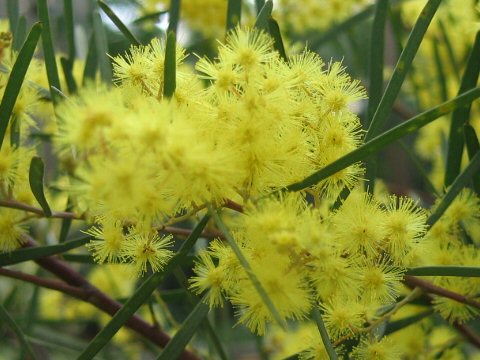 Acacia boormanii