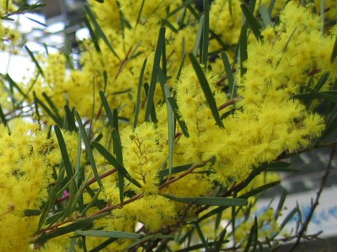 Acacia boormanii