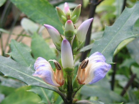 Acanthus ilicifolius