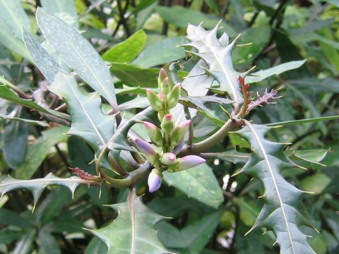 Acanthus ilicifolius