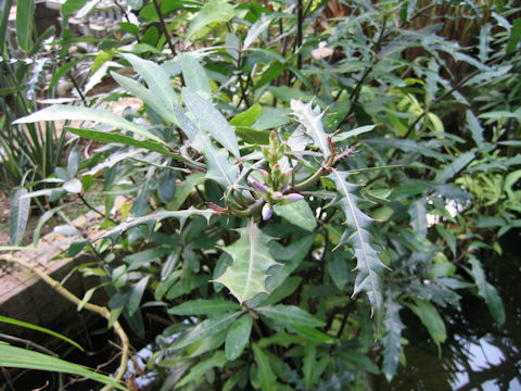 Acanthus ilicifolius