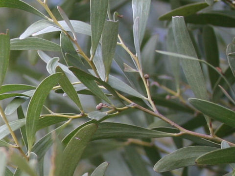 Acacia melanoxylon