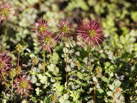 Acaena microphylla