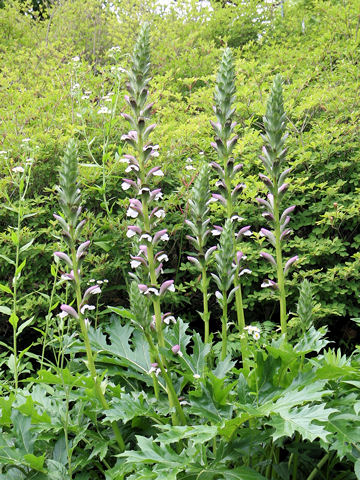 Acanthus mollis