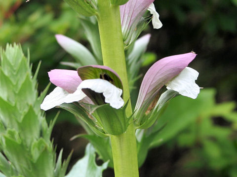 Acanthus mollis