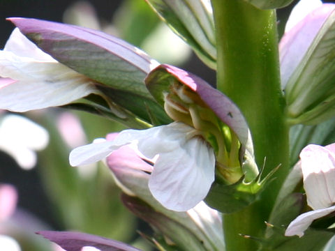 Acanthus mollis