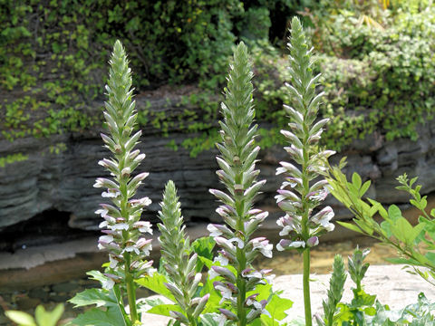 Acanthus mollis