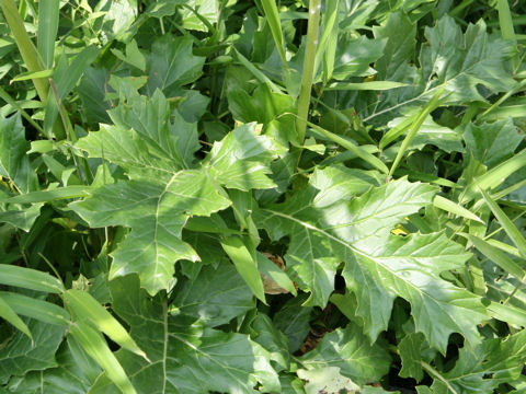 Acanthus mollis