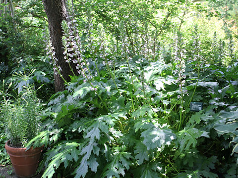 Acanthus mollis