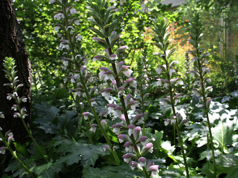 Acanthus mollis