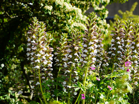 Acanthus mollis