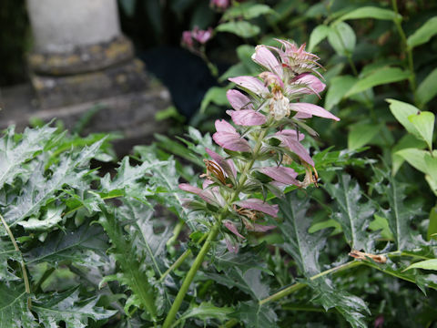 Acanthus mollis