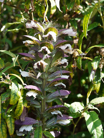 Acanthus mollis