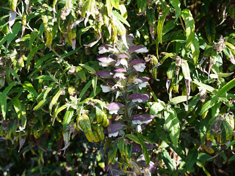 Acanthus mollis