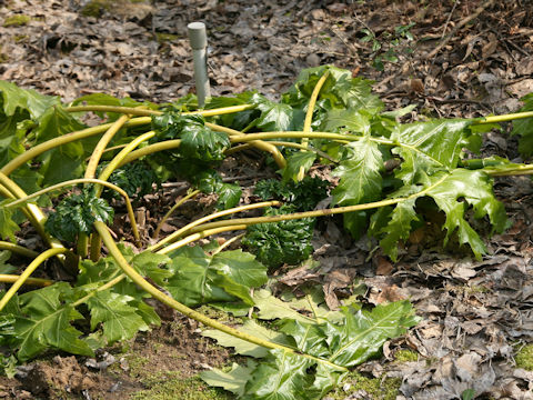 Acanthus mollis