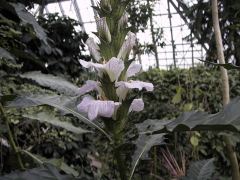 Acanthus montanus