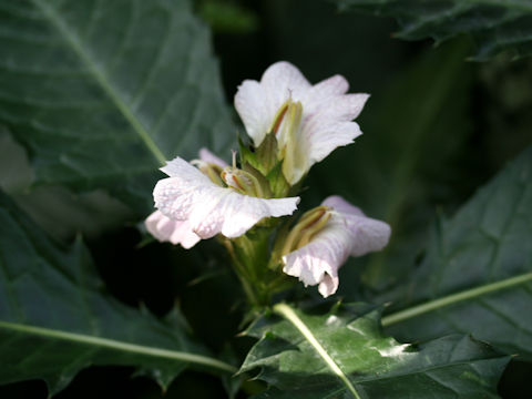 Acanthus montanus