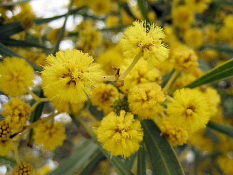 Acacia saligna