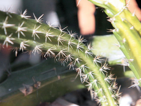 Acanthocereus tetragonus