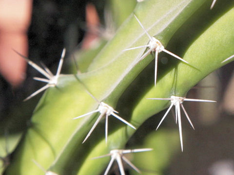 Acanthocereus tetragonus