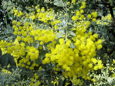 Acacia vestita