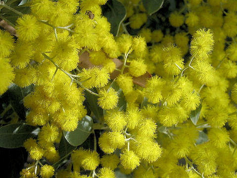 Acacia vestita