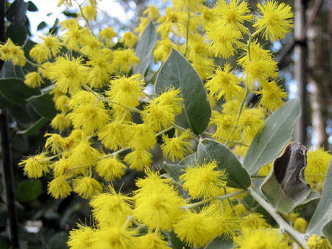 Acacia vestita