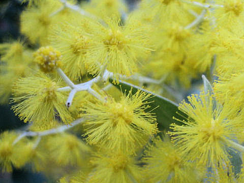 Acacia vestita