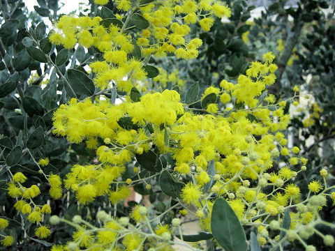 Acacia vestita