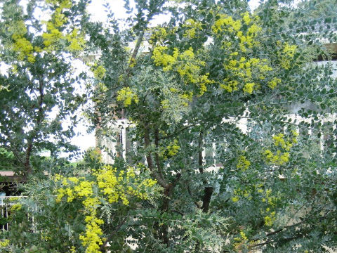 Acacia vestita