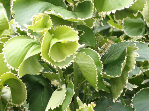 Acalypha wilkesiana cv. Godseffiana