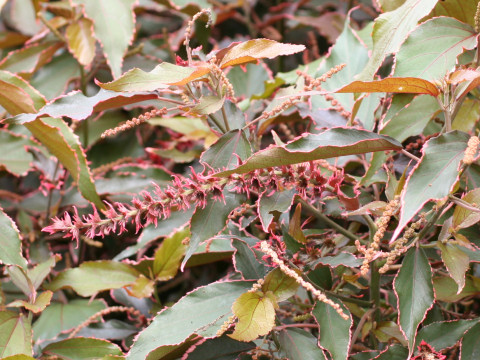 Acalypha wilkesiana cv. Marginata