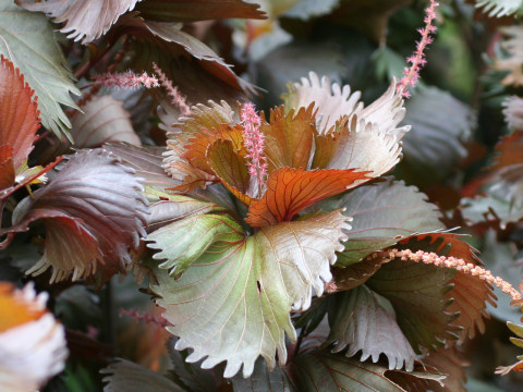 Acalypha wilkesiana cv.