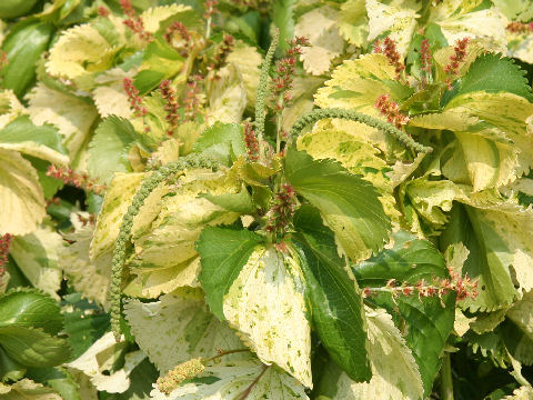 Acalypha wilkesiana cv.