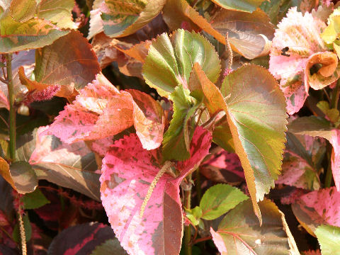 Acalypha wilkesiana cv. Hoffmanii