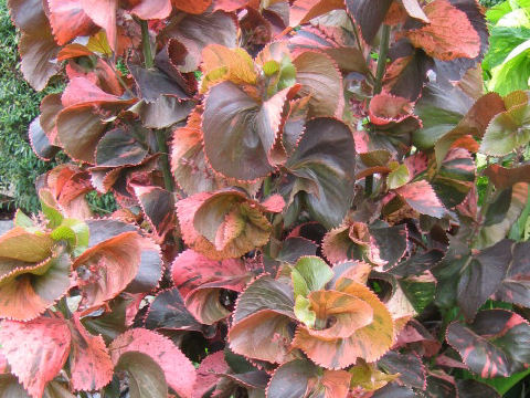 Acalypha wilkesiana cv.