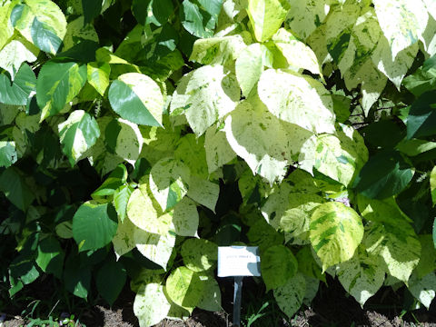 Acalypha wilkesiana cv. Java White