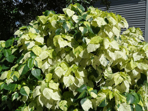 Acalypha wilkesiana cv. Java White