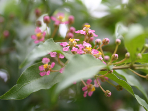 Malpighia glabra