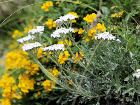 Achillea atrata