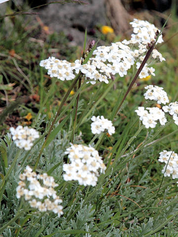 Achillea clavenae