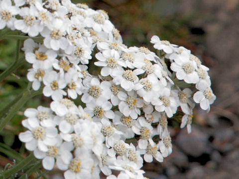 Achillea clavenae