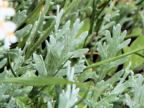 Achillea clavenae