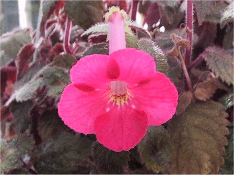 Achimenes cv.