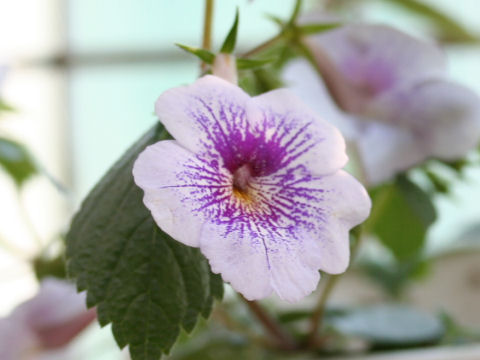 Achimenes cv.