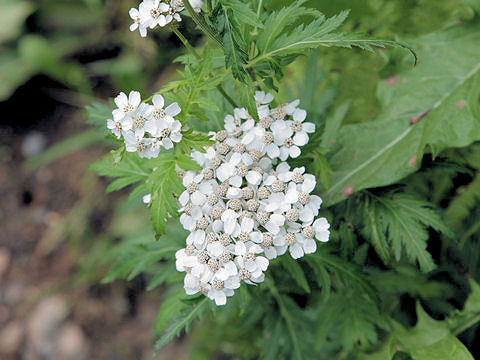 Achillea macrophylla