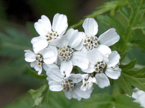 Achillea macrophylla