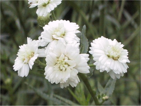 Achillea ptarmica cv. The Pearl