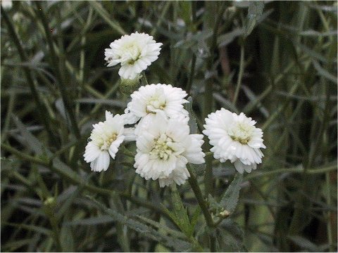 Achillea ptarmica cv. The Pearl