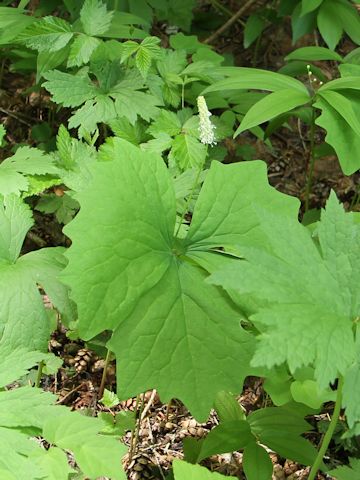 Achlys triphylla